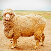 Южноказахский меринос (South Kazakh merino)