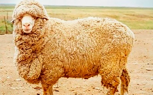 Южноказахский меринос (South Kazakh merino)