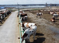 Молочные фермы построили, а куда сдавать молоко? Сколько стоит скот в Казахстане. 250 тенге/л — рекомендованная цена дизтоплива для производителей СХП — АгроИнсайд № 47