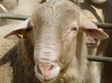 Перенимая опыт: животноводство Испании