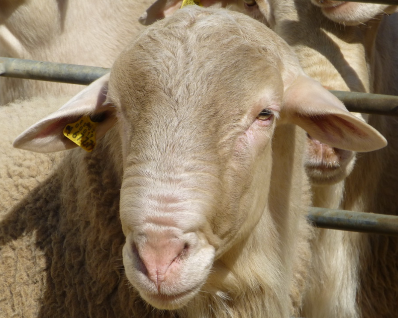 Перенимая опыт: животноводство Испании