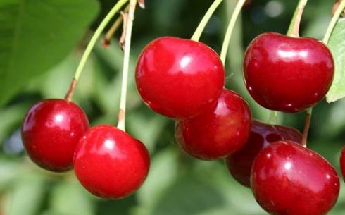 Вишня сорт Заранка