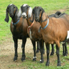 Зарайби порода коз (Zaraibi)