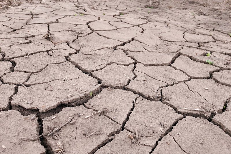 Умеренную засуху прогнозируют в трех регионах Казахстана в июне