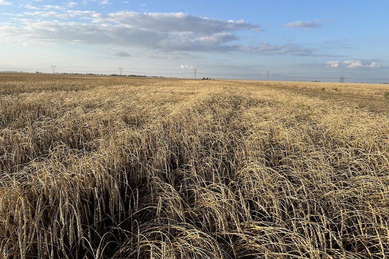 Свыше 40 тыс. га сельхозземель изъяли в Акмолинской области