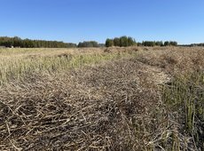 План распределения неиспользуемых земель подготовил Минсельхоз