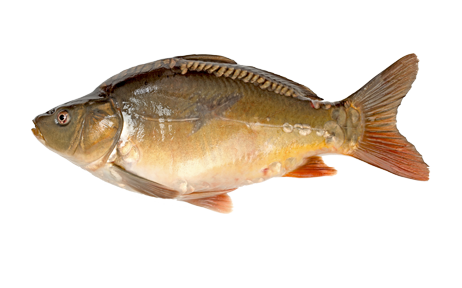 Зеркальный карп (Mirror carp)