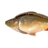 Айна тұқы (Mirrorcarp)