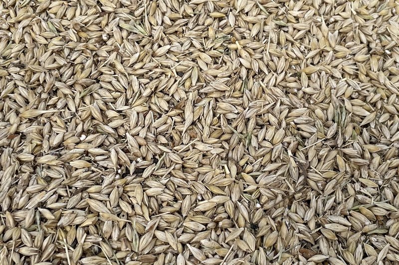 Казахстан экспортировал 145 тыс. тонн зерна через порт Эстонии