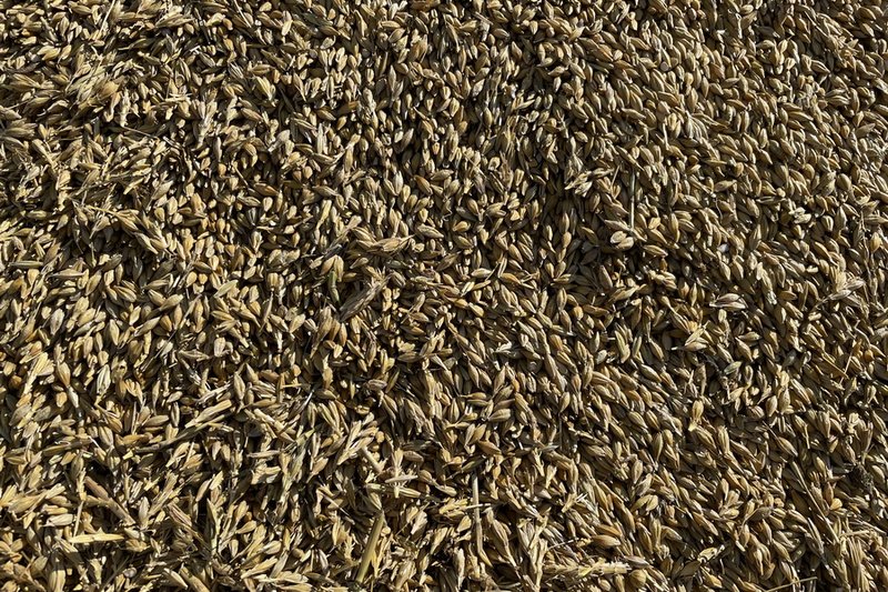 850 тонн семян зерновых вывезли на свалку в Акмолинской области