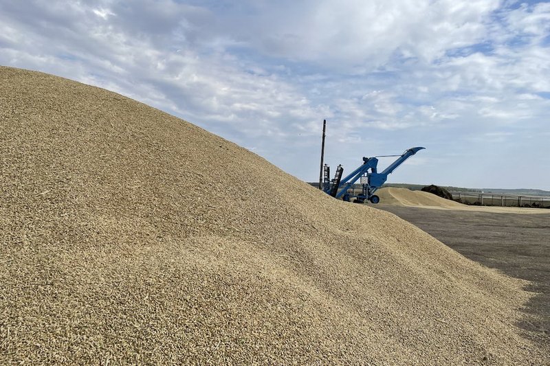 Казахстан может экспортировать 12 млн тонн зерна