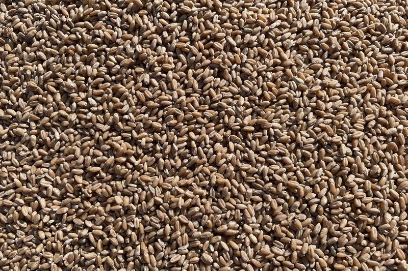 Казахстан вывез на новые рынки 625 тыс. тонн пшеницы