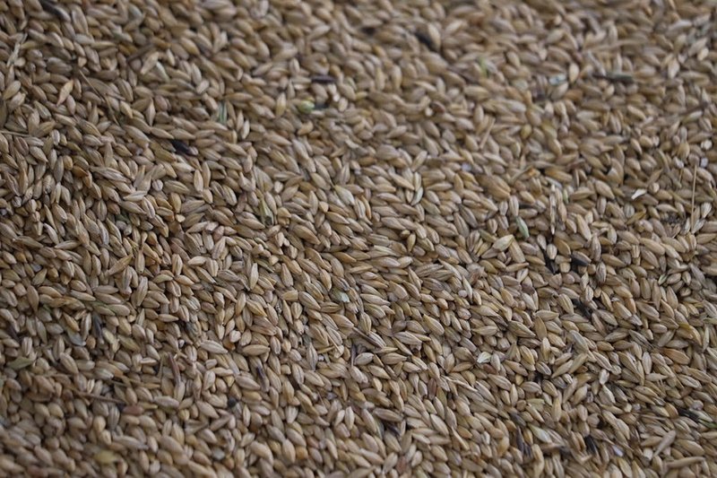 Россия отменила ограничения на ввоз казахстанской пшеницы