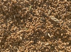 Продкорпорация начала реализацию пшеницы на семена