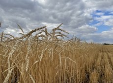 Четыре группы похитителей зерна задержаны в Казахстане