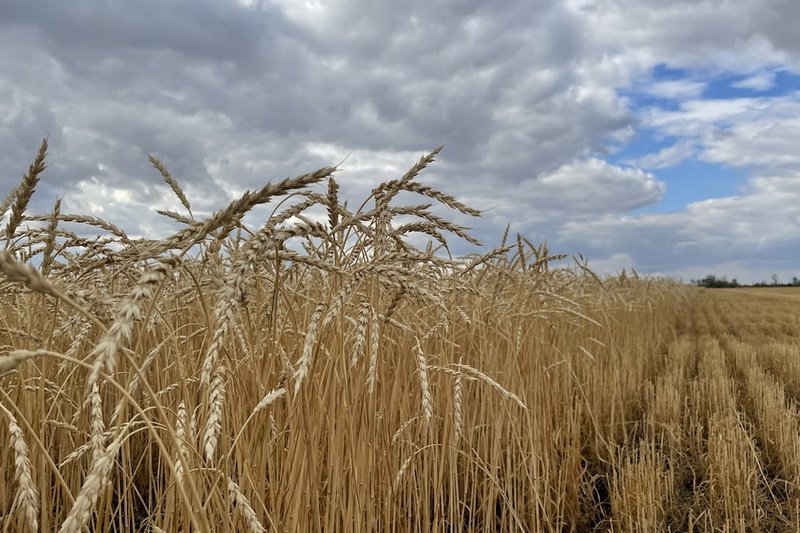 Четыре группы похитителей зерна задержаны в Казахстане