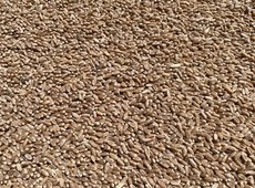 МСХ подготовил приказ о запрете на импорт пшеницы