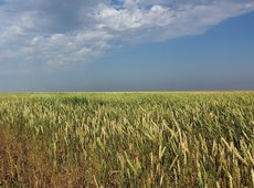 Сложные для уборки зерна погодные условия сохранятся в Казахстане