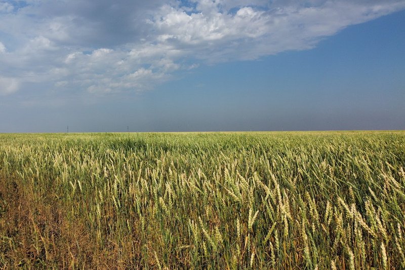 Сложные для уборки зерна погодные условия сохранятся в Казахстане