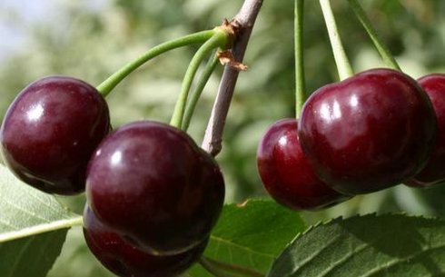 Вишня сорт Жадана