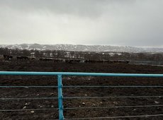 Корпорация «Жер-Су» увеличит поголовье скота