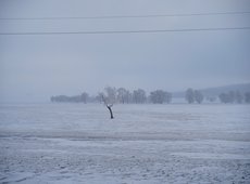 Лошади гибнут из-за обледенения пастбищ в Атырауской области