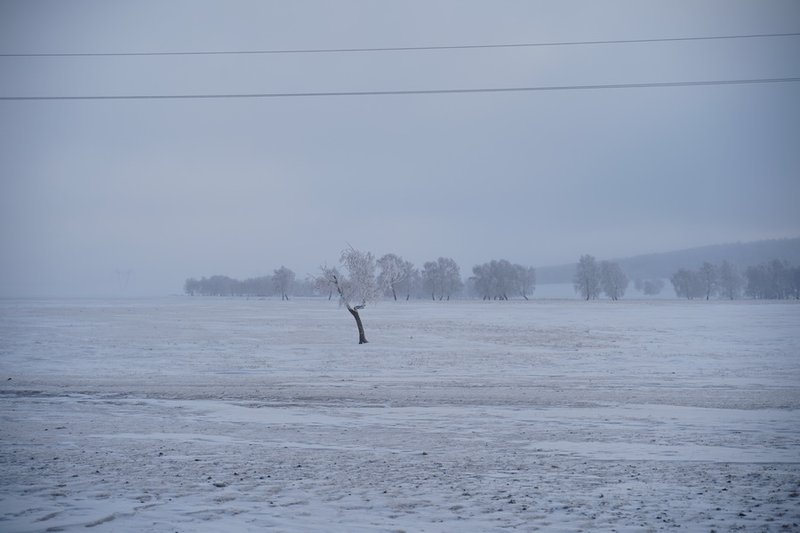 Лошади гибнут из-за обледенения пастбищ в Атырауской области