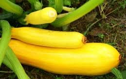 Кабачок сорт Злато