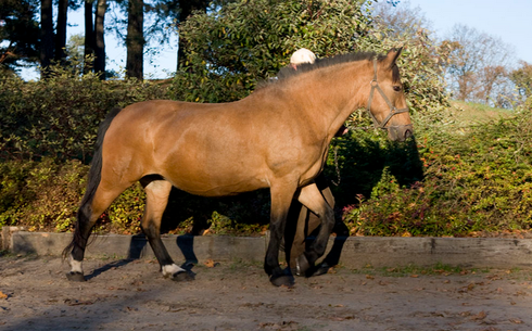 Жмудская (Zhmud horse breed)