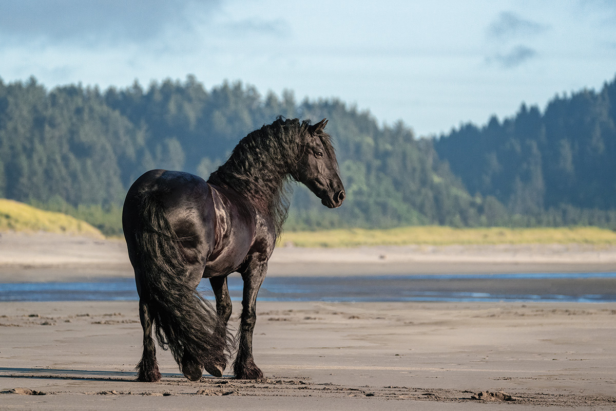 1-Friesian