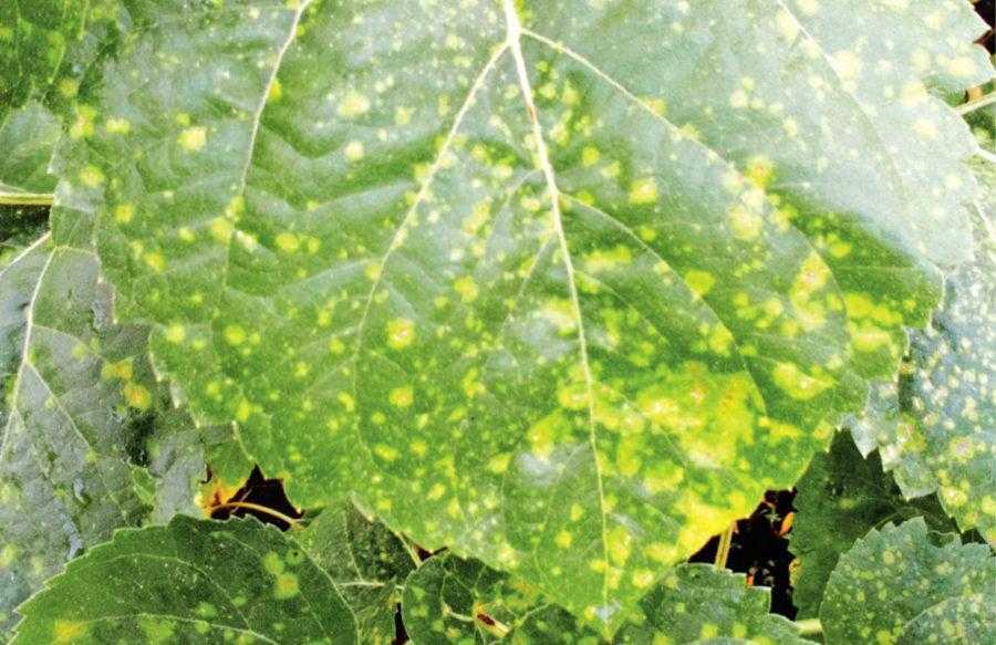 Альтернариоз