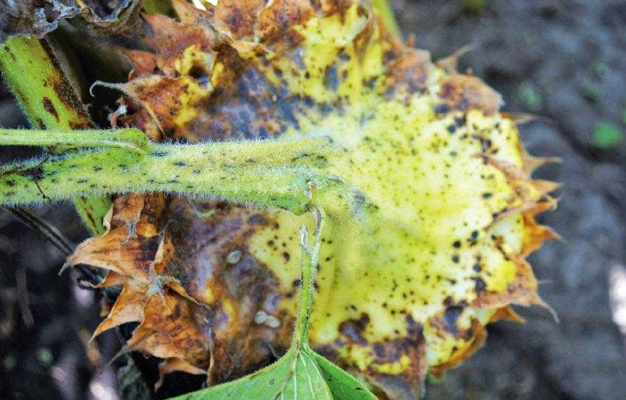 Альтернариоз2