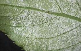 Аскохитоз, мучнистая роса1