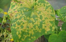 Аскохитоз, мучнистая роса3