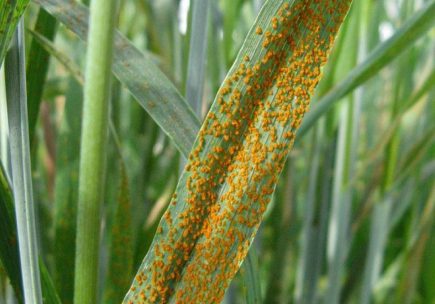 Бурая, стеблевая и желтая ржавчина, септориоз, мучнистая роса, пятнистость листьев.