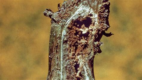 Фомоз стебля