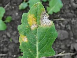 Фомоз стебля1