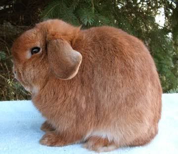 Holland Lop