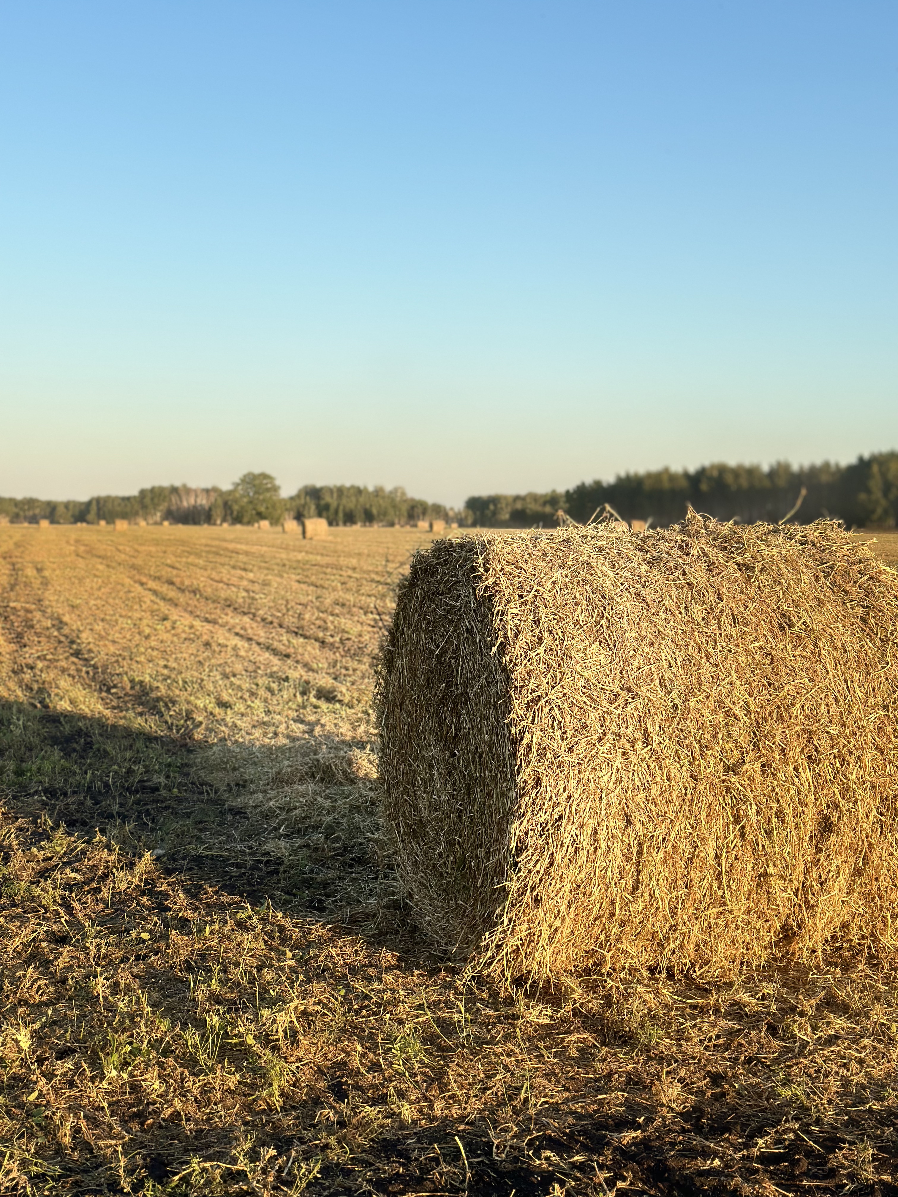 Органическое земледелие
