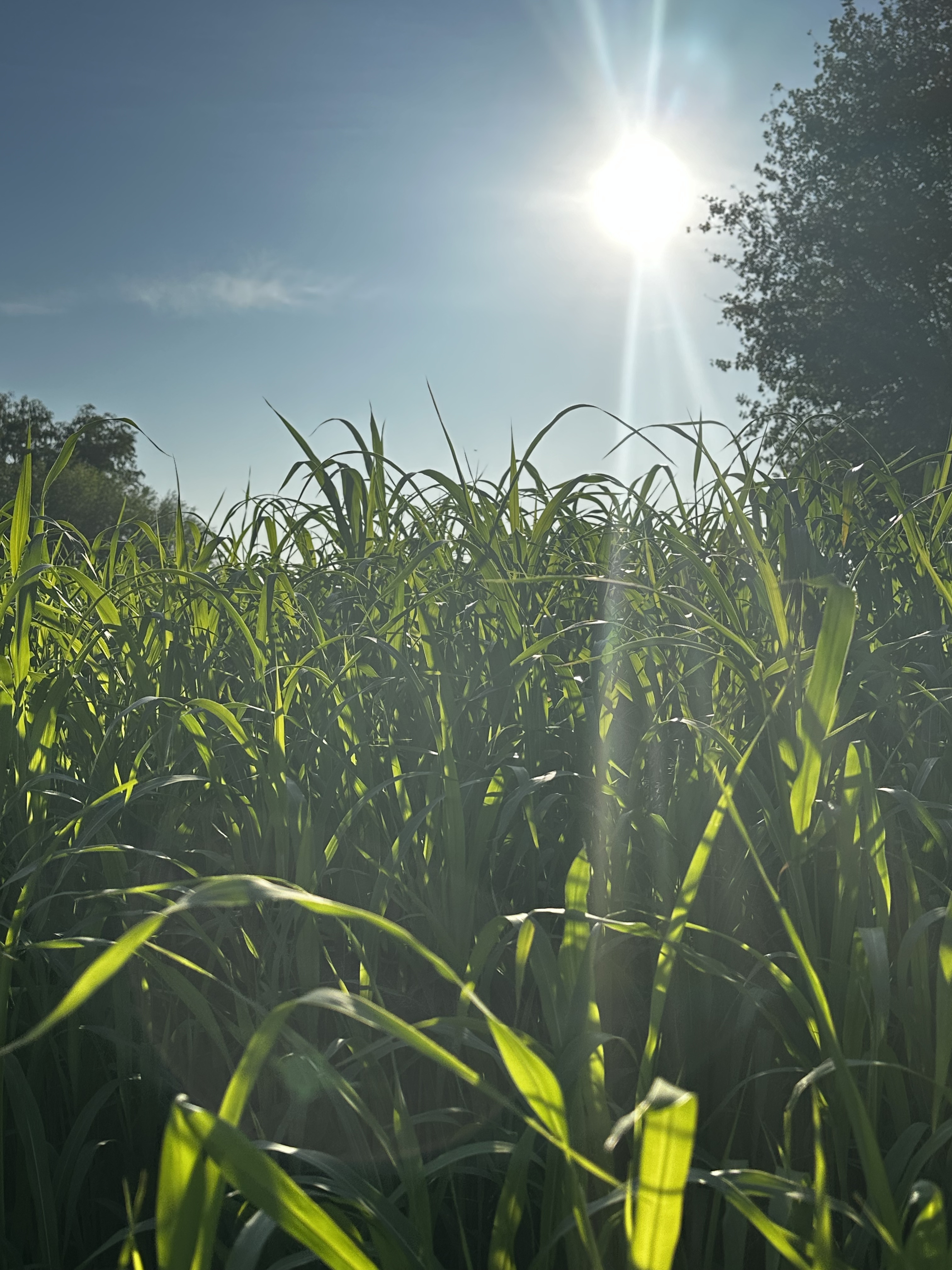 Органическое земледелие