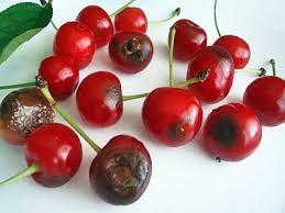 Коккомикоз