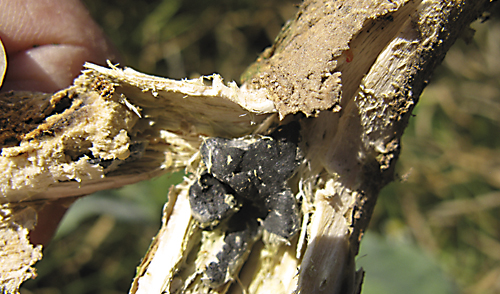 Склеротиниоз