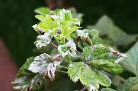 Смородина черная