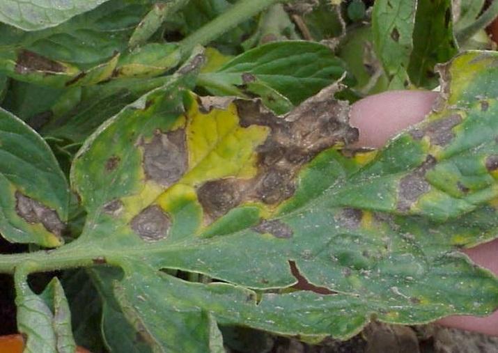 Альтернариоз