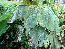 болезни подсолне!