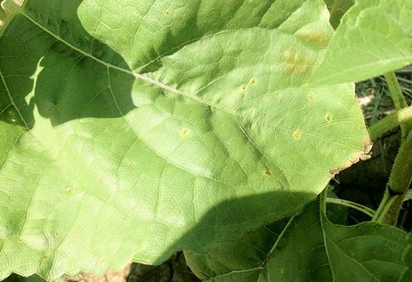 болезни подсолне3