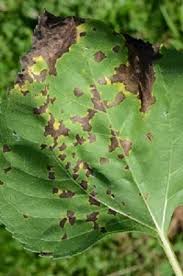 болезни подсолне4