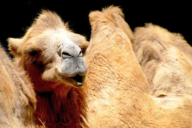 camel