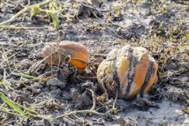 дыни болезни 3