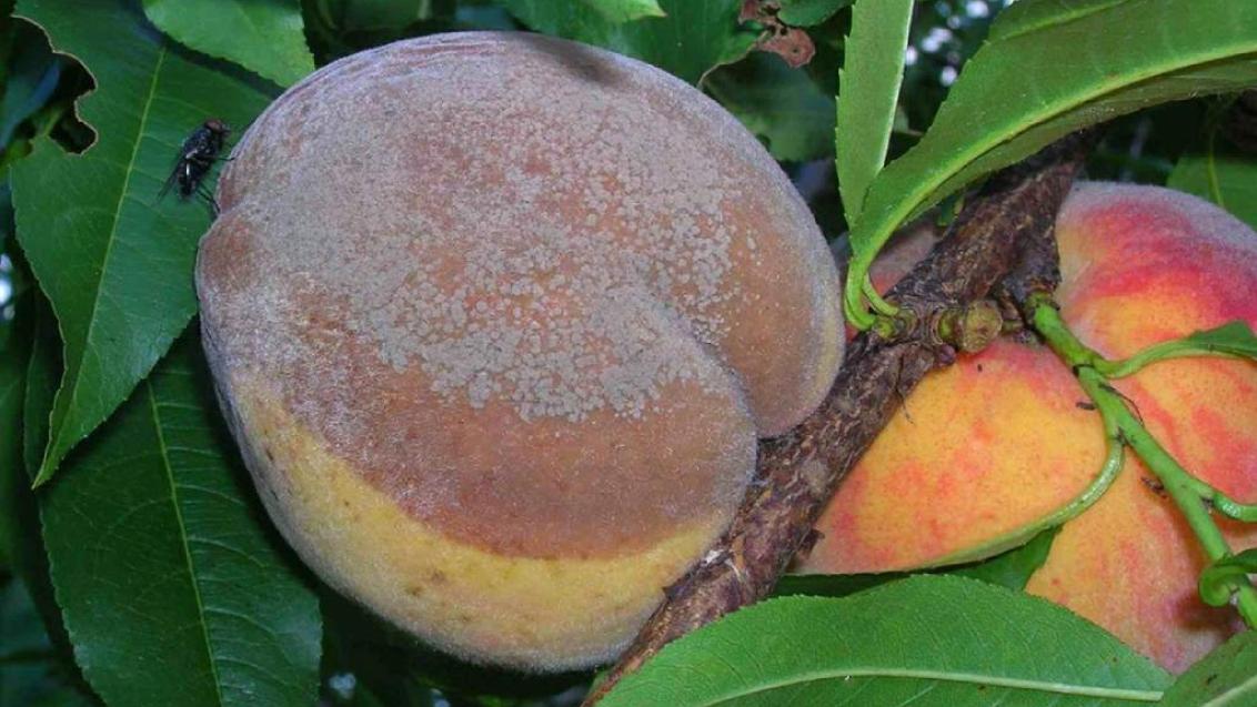 гниль плодовая